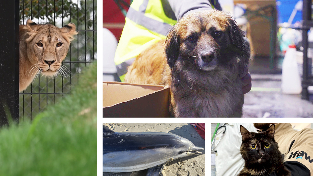 photo d'une lionne, d'un chien, d'un chat et d'un dauphin echoué