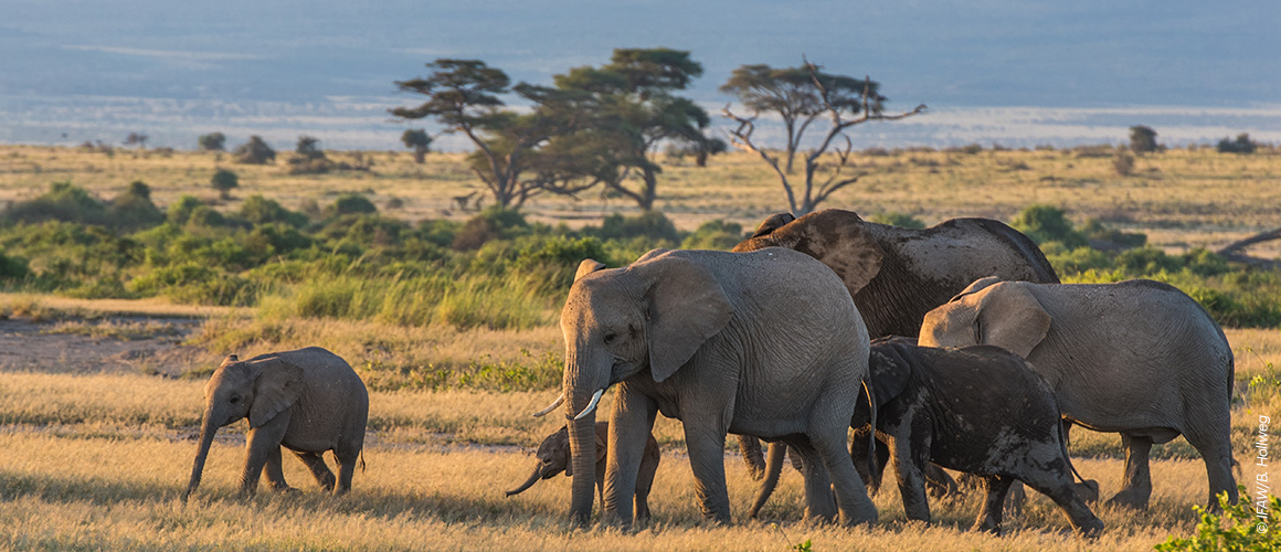 Elephant calves playing together in their herd at Amboseli National Park.