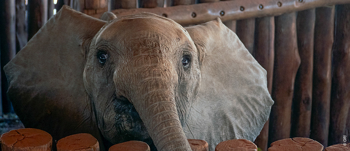 L’éléphant Chip arrive à Lilayi.