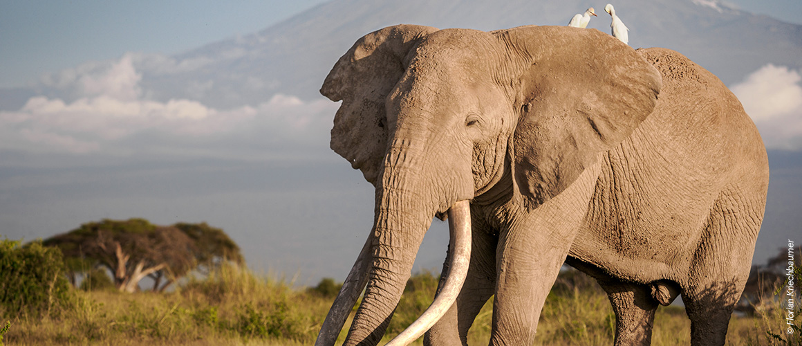 Ein ausgewachsener Elefant mit riesigen Stoßzähnen steht in einer Savannenlandschaft. Hinter ihm ist, von einigen Wolken bedeckt, der Berg Kilimandscharo zu sehen. Ein ausgewachsener Elefant mit riesigen Stoßzähnen steht in einer Savannenlandschaft. Hinter ihm ist, von einigen Wolken bedeckt, der Berg Kilimandscharo zu sehen.