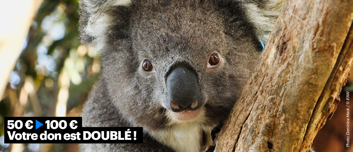 A koala receives care at Mosswood Wildlife in southwest Victoria.