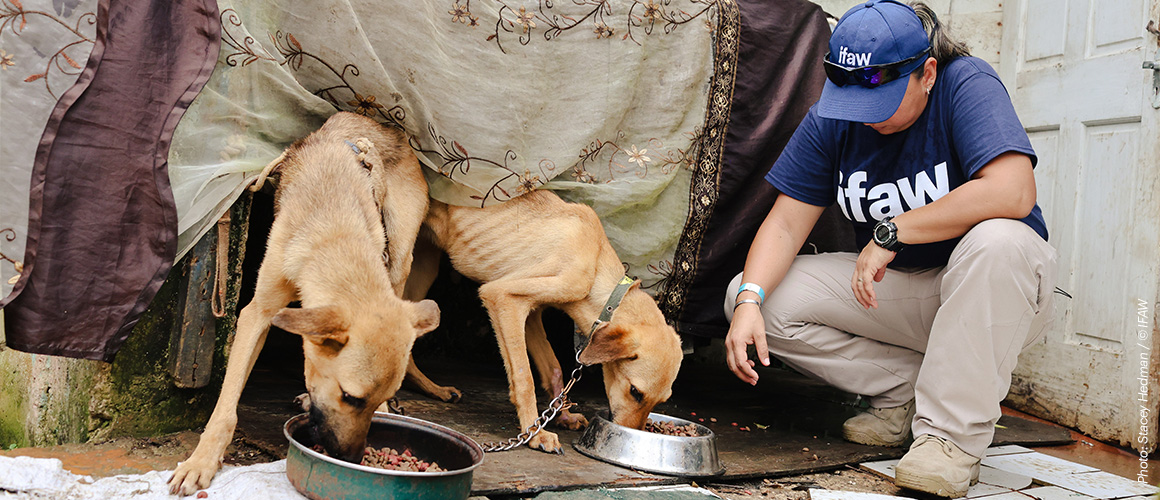 Des chiens sont nourris par un membre de l'équipe d'IFAW en Jamaïque. Des chiens sont nourris par un membre de l'équipe d'IFAW en Jamaïque.