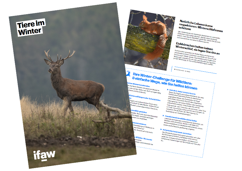 Zwei Seiten der PDF über Tiere im Winter als Vorschau. Zwei Seiten der PDF über Tiere im Winter als Vorschau.