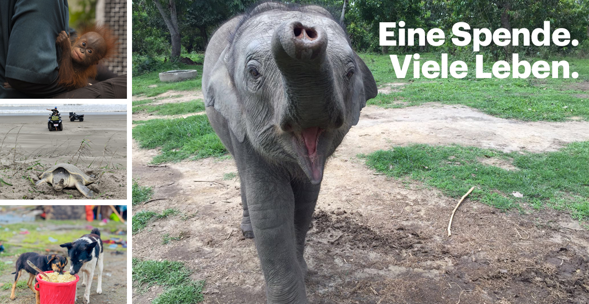Vier Bilder nebeneinander: Ein Borneo Orang-Utan, eine Meeresschildkröte am Strand, zwei Hunde, die aus einem Eimer fressen und ein Elefantenkalb. Auf dem letzten Bild steht der Text: Eine Spende. Viele Leben.