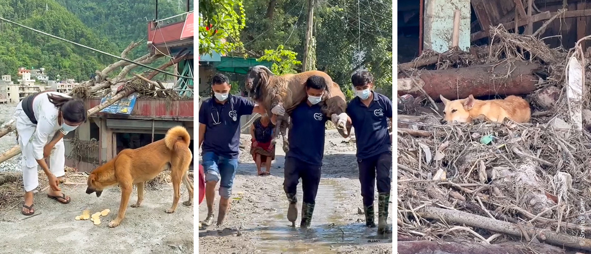 L'association Sneha's Care apporte une aide d'urgence aux animaux blessés à la suite des inondations dévastatrices qui ont frappé le Népal, avec le soutien d'IFAW.