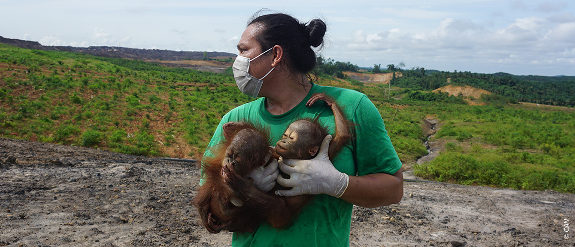 Des bébés orangs-outans sauvés des incendies par le Conservation Action Network Indonesia (CAN), avec le soutien d’IFAW. © CAN Des bébés orangs-outans sauvés des incendies par le Conservation Action Network Indonesia (CAN), avec le soutien d’IFAW. © CAN